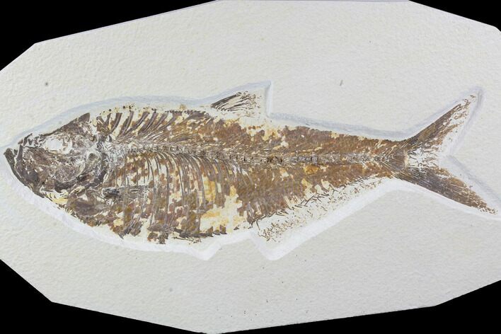 Large, Diplomystus Fossil Fish - Wyoming #89638